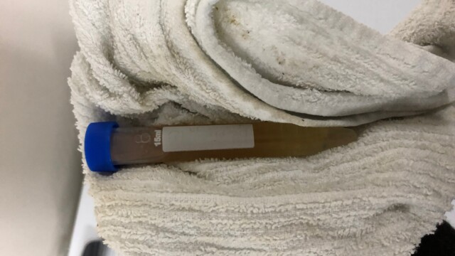 Frozen yeast tube getting wiped down so I can write the yeast info on the label Making a Frozen Yeast Stock Bank