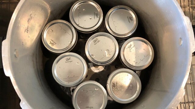 The first row of jars in the bottom of my canner. As you can see, my pressure canner will hold 8 wide mouth pint Mason jars per layer. With two layers, I can make 16 starters at one time. YES! Making Multiple Yeast Starters in a Pressure Canner