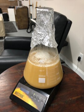 My yeast starter after 48 hours on the stirplate. Notice how cloudy it has gotten. Into the fridge to cold crash and separate the wort from the yeast! Yeast Starter Process
